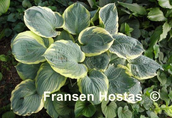 Hosta Pizzazz - Fransen Hostas